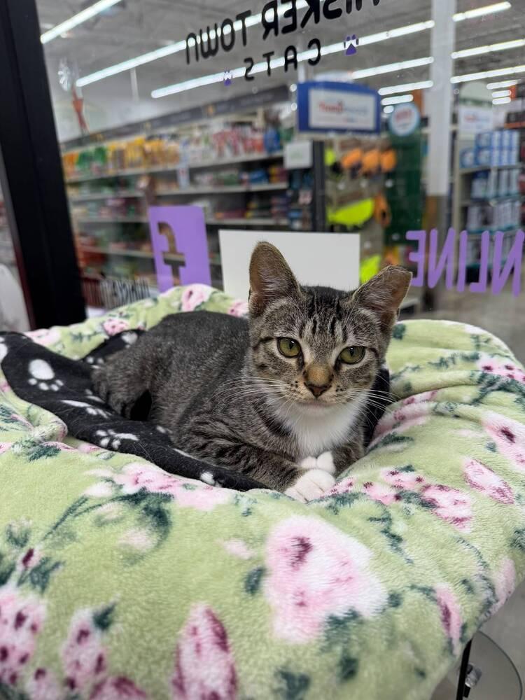 Gracie, a Adoptable Domestic Short Hair in Orlando, FL image 4/6