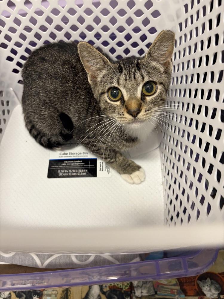 Gracie, a Adoptable Domestic Short Hair in Orlando, FL image 5/6