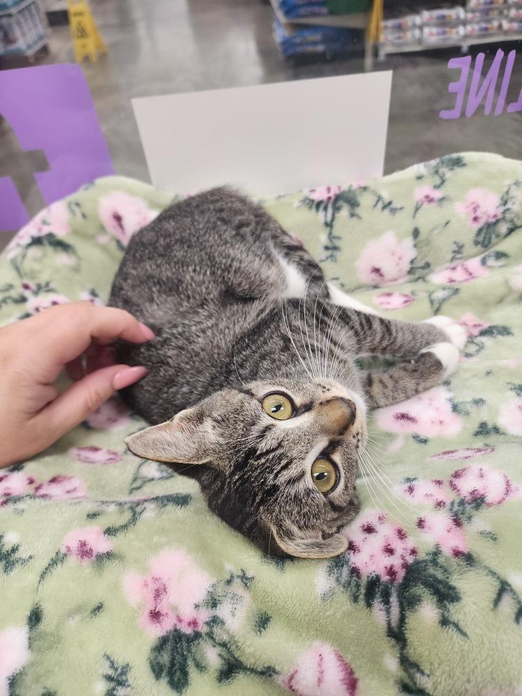 Gracie, a Adoptable Domestic Short Hair in Orlando, FL image 6/6