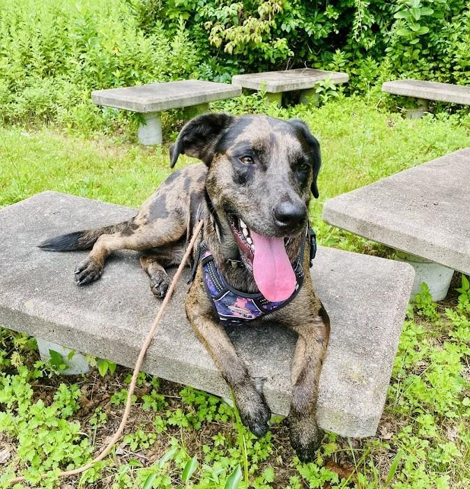 Ginger - RI, Adoptable, Young Female Catahoula Leopard Dog.