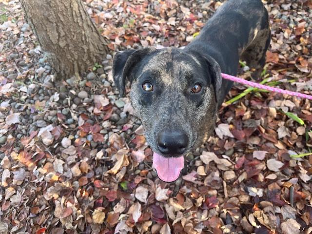 Ginger - RI, Young Female Catahoula Leopard Dog
