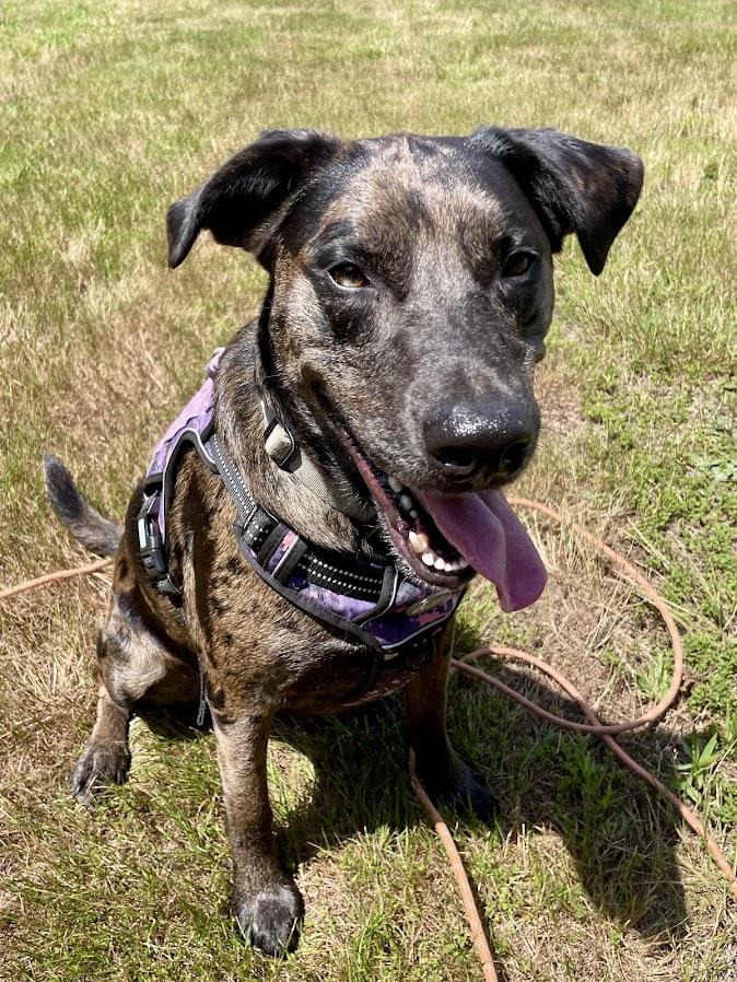 Ginger - RI, a Adoptable mixed breed in Bradford, RI image 2/5