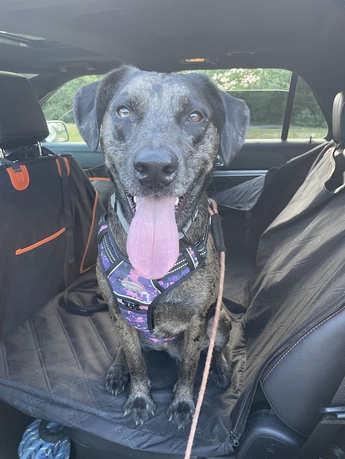 Ginger - RI, a Adoptable mixed breed in Bradford, RI image 4/5