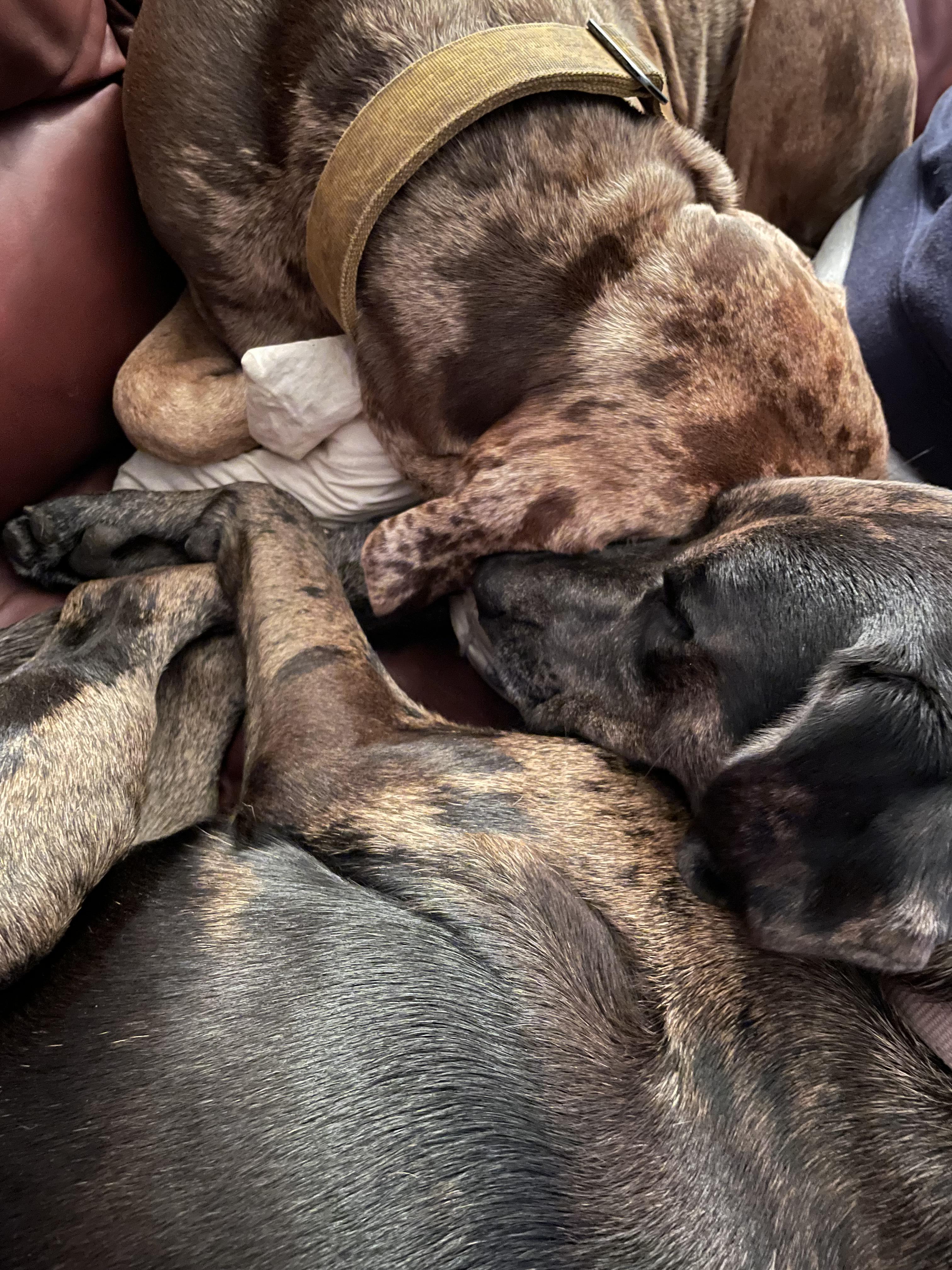 Ginger - RI, a Adoptable mixed breed in Bradford, RI image 3/5