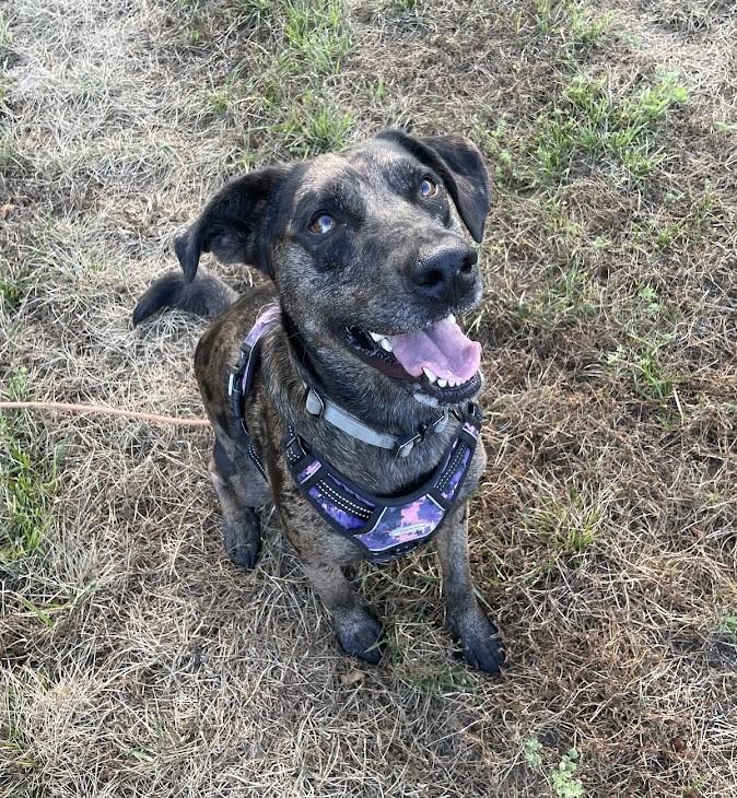 Ginger - RI, a Adoptable mixed breed in Bradford, RI image 5/5