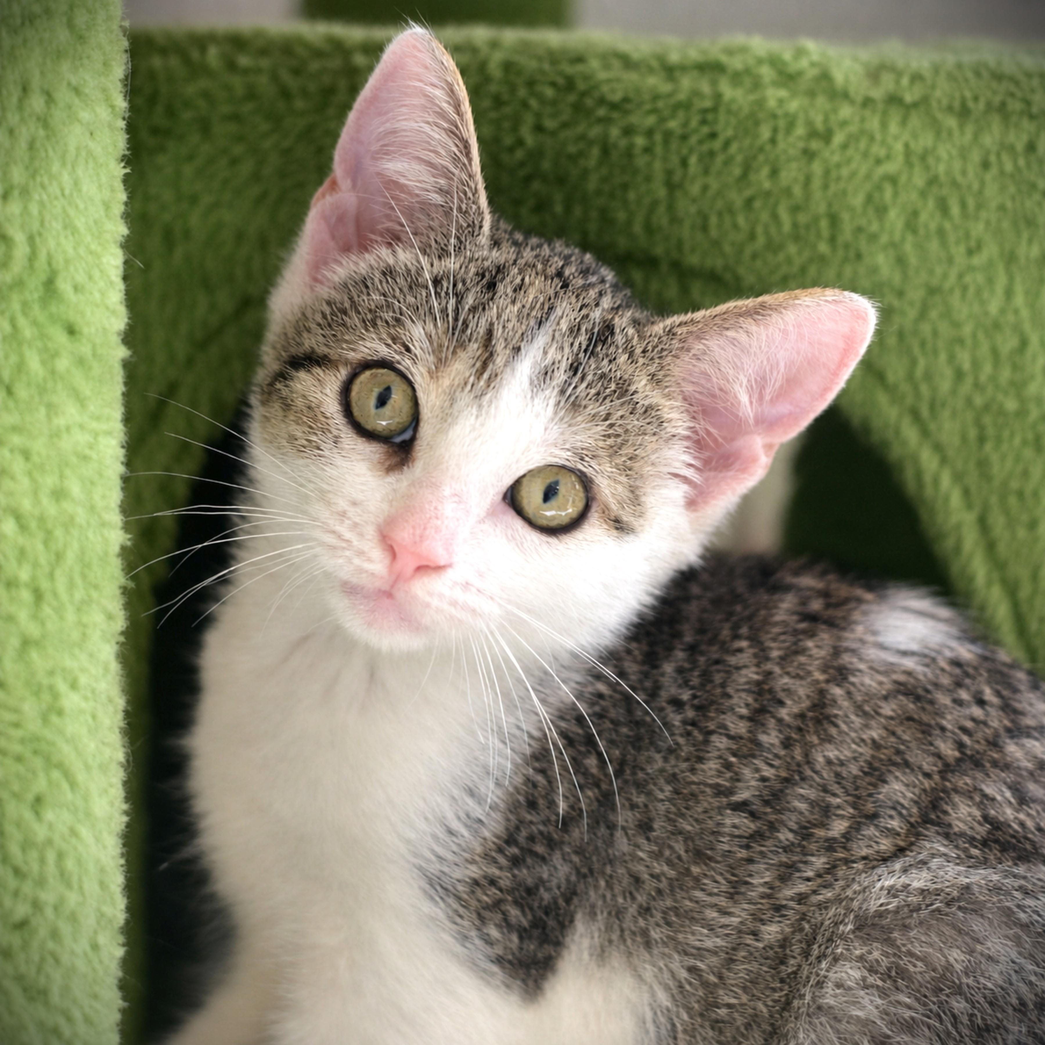 Melman, adoptable, Kitten Male Domestic Short Hair.