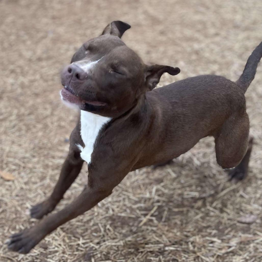 Snickers, Adoptable, Adult Male Pit Bull Terrier & Mixed Breed.