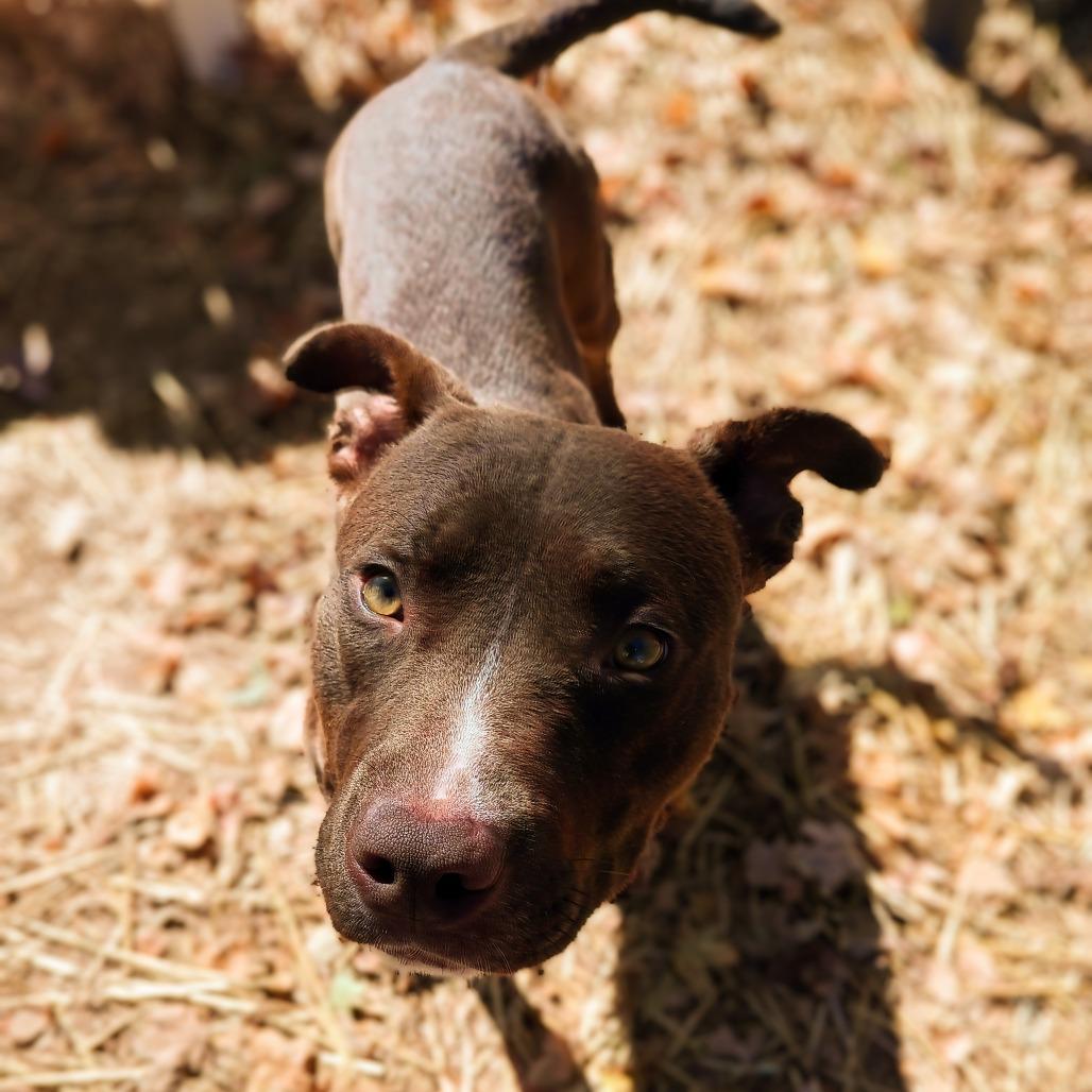 Enlarge Snickers, a Adoptable mixed breed in Valley, AL image 2/5