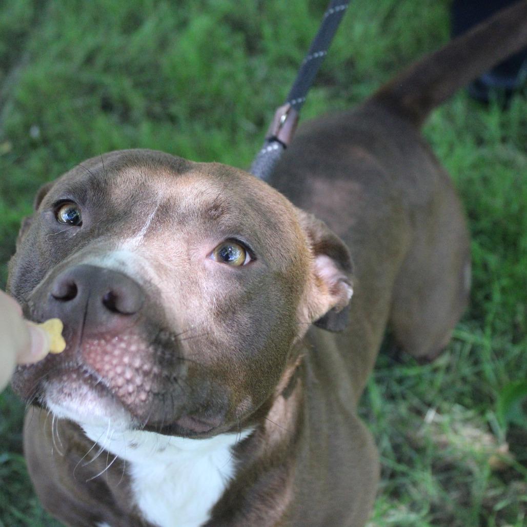 Snickers, a Adoptable mixed breed in Valley, AL image 3/6