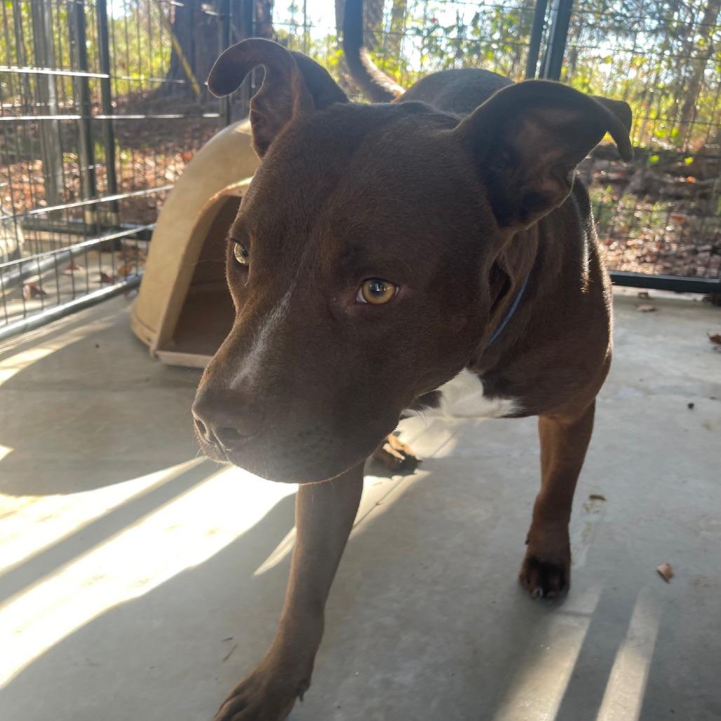 Enlarge Snickers, a Adoptable mixed breed in Valley, AL image 3/5