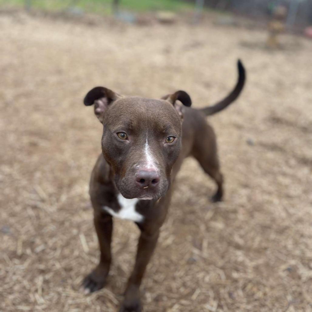 Enlarge Snickers, a Adoptable mixed breed in Valley, AL image 4/5