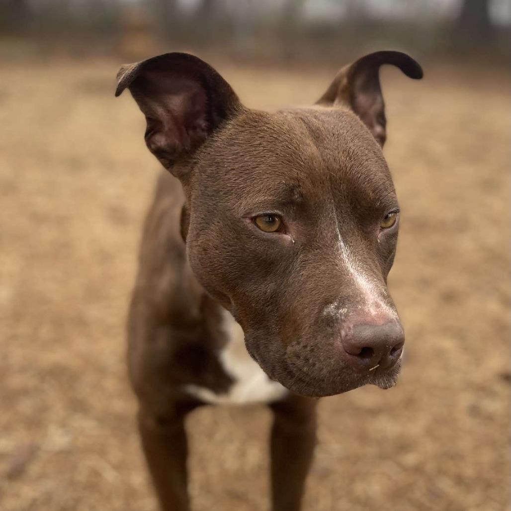 Enlarge Snickers, a Adoptable mixed breed in Valley, AL image 5/5