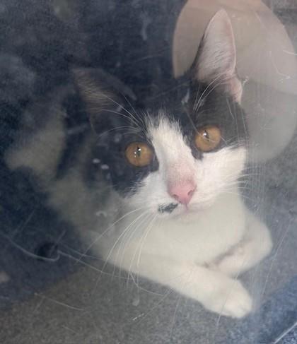 Tenderheart Bear, Adoptable, Adult Female Domestic Short Hair & Domestic Short Hair.