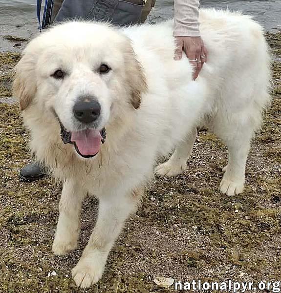 Enlarge Max in CT - Eager-To-Please Cuddle Bug!, an adoptable Great Pyrenees in Milford, CT image 2/4