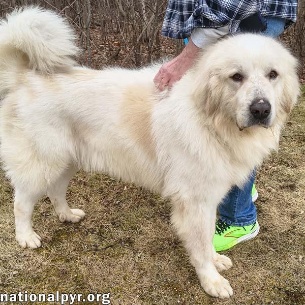Enlarge Max in CT - Eager-To-Please Cuddle Bug!, an adoptable Great Pyrenees in Norwich, CT image 2/4