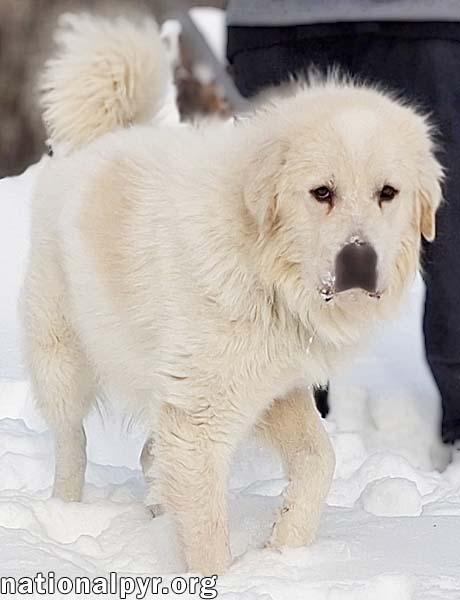 Enlarge Max in CT - Eager-To-Please Cuddle Bug!, an adoptable Great Pyrenees in Norwich, CT image 3/4