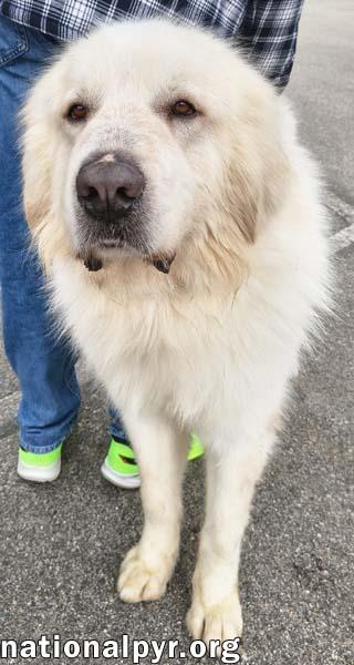 Enlarge Max in CT - Eager-To-Please Cuddle Bug!, an adoptable Great Pyrenees in Norwich, CT image 4/4
