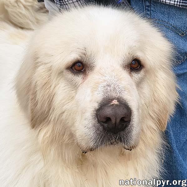 Max in CT - Eager-To-Please Cuddle Bug!, adoptable, Adult Male Great Pyrenees.