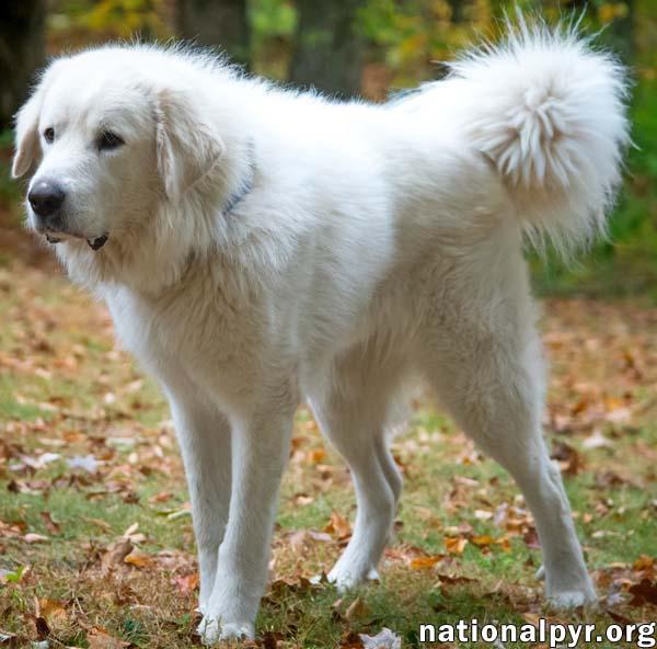 Max in CT - Eager-To-Please Cuddle Bug!