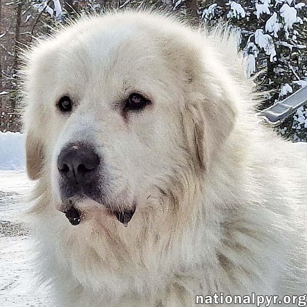 Enlarge Max in CT - Eager-To-Please Cuddle Bug!, an adoptable Great Pyrenees in Norwich, CT image 2/4