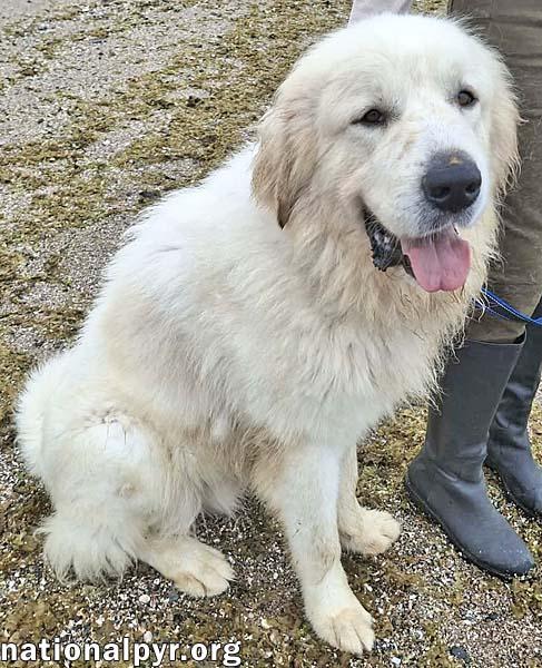 Enlarge Max in CT - Eager-To-Please Cuddle Bug!, an adoptable Great Pyrenees in Milford, CT image 4/4