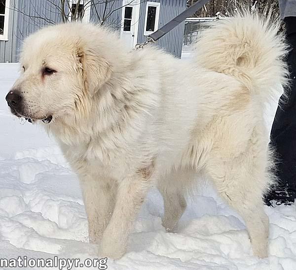 Enlarge Max in CT - Eager-To-Please Cuddle Bug!, an adoptable Great Pyrenees in Norwich, CT image 4/4