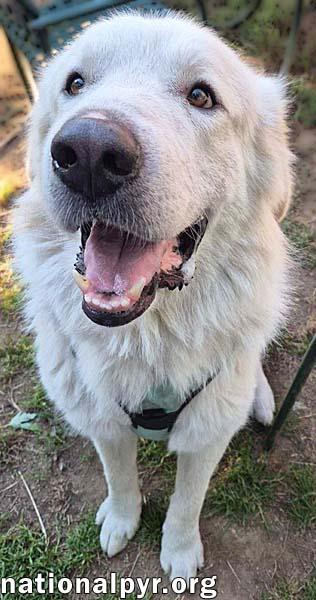 Max in CT - Eager-To-Please Cuddle Bug!