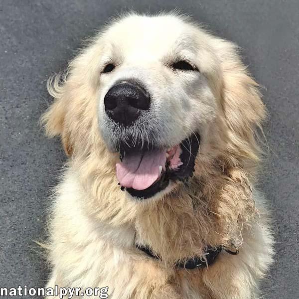 Max in CT - Eager-To-Please Cuddle Bug!, adoptable, Adult Male Great Pyrenees.