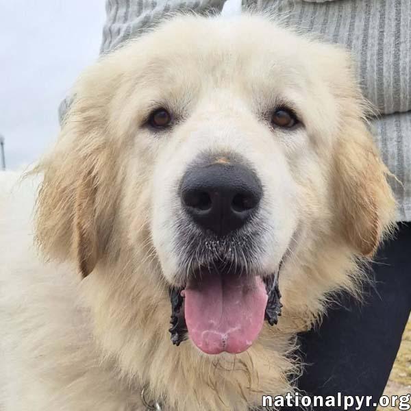 Max in CT - Eager-To-Please Cuddle Bug!, adoptable, Adult Male Great Pyrenees.