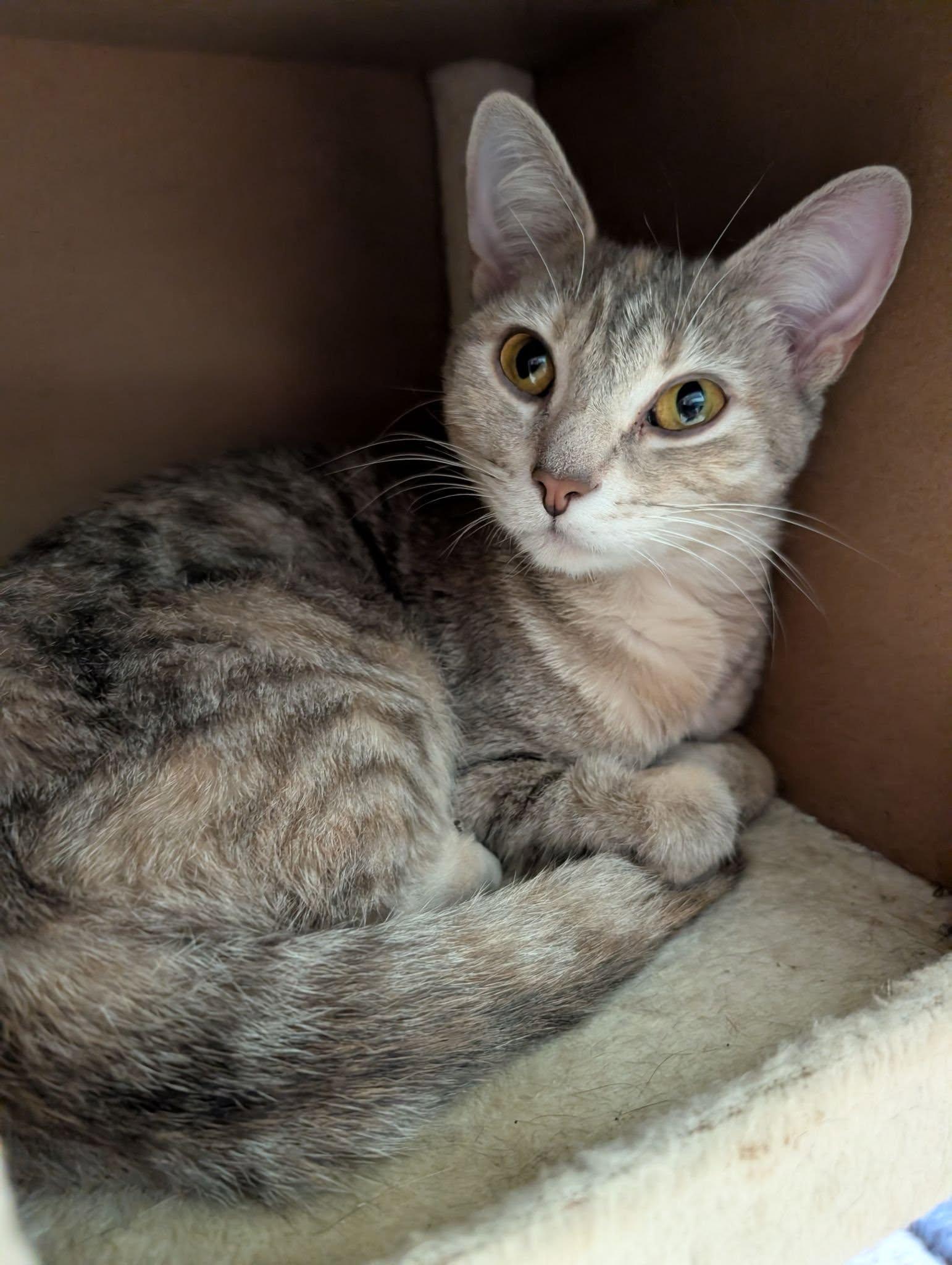 Enlarge Persephone, a ADOPTABLE mixed breed in Newburgh, IN image 1/1