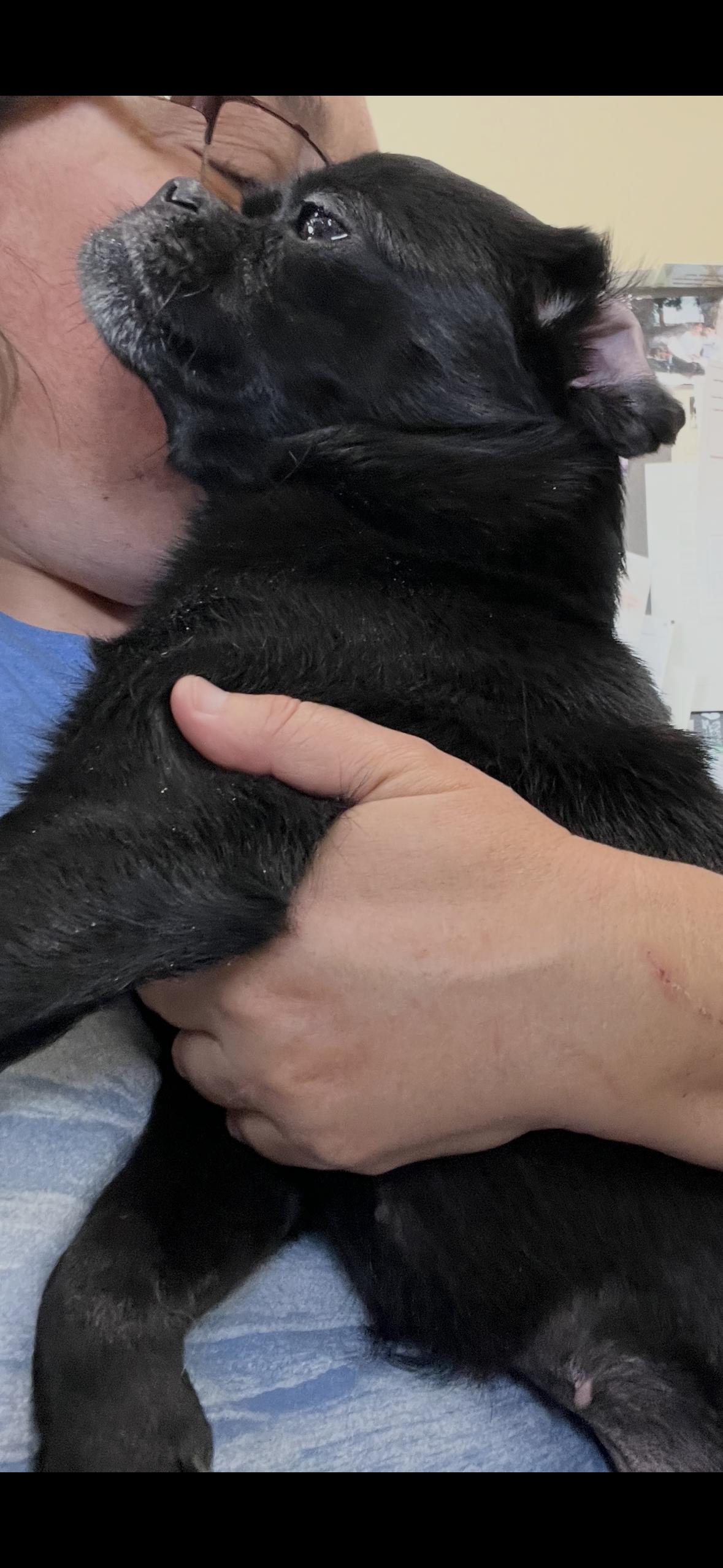 Enlarge Speedy, an adopted mixed breed in Surrey, BC image 4/4