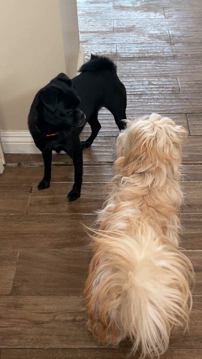 Enlarge Speedy, an adopted mixed breed in Surrey, BC video 2/4