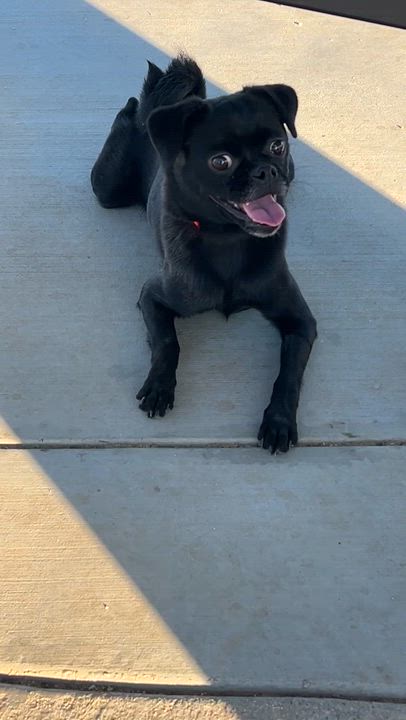 Enlarge Speedy, an adopted mixed breed in Surrey, BC video 3/4