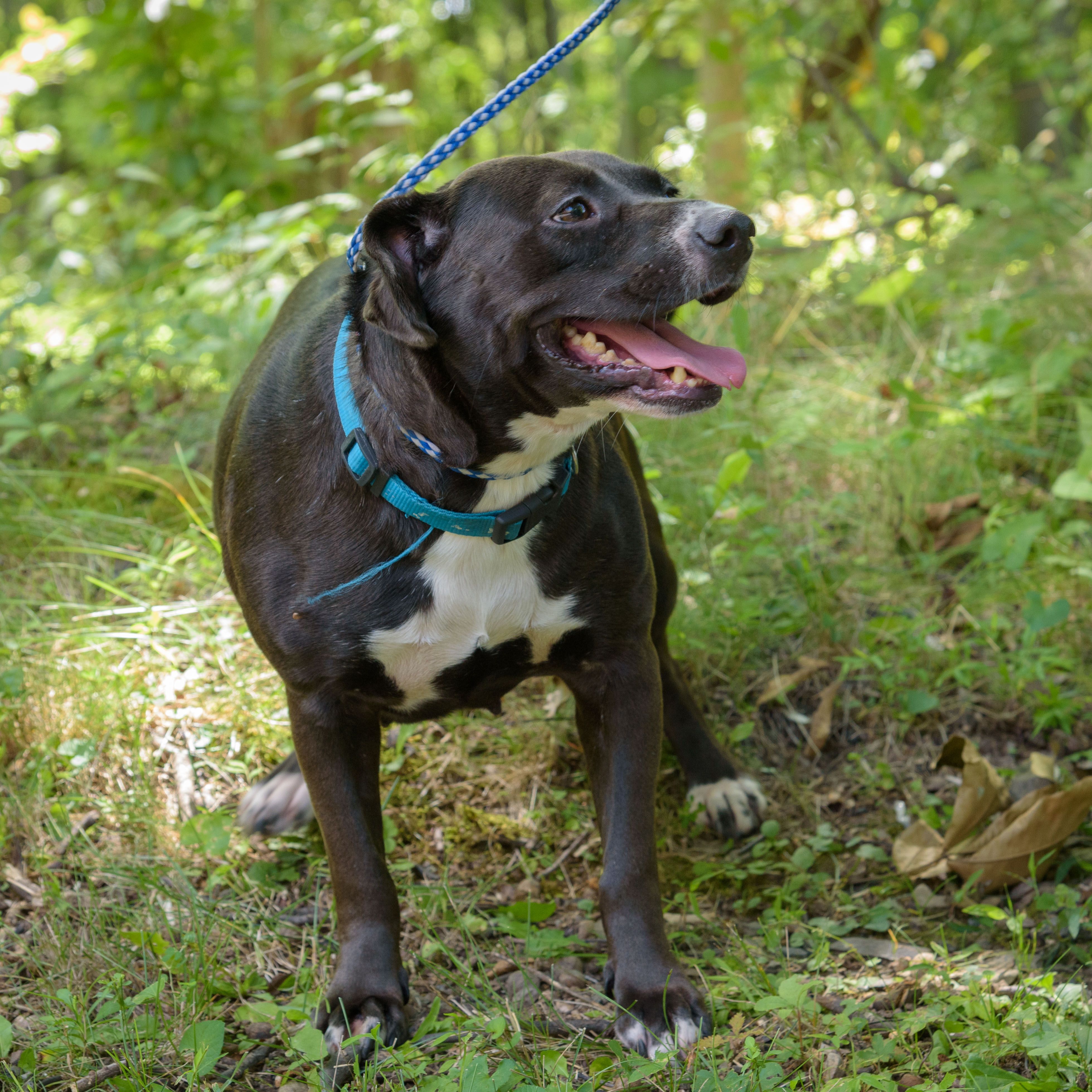Jackie, a Adoptable mixed breed in Lambertville, NJ image 2/5