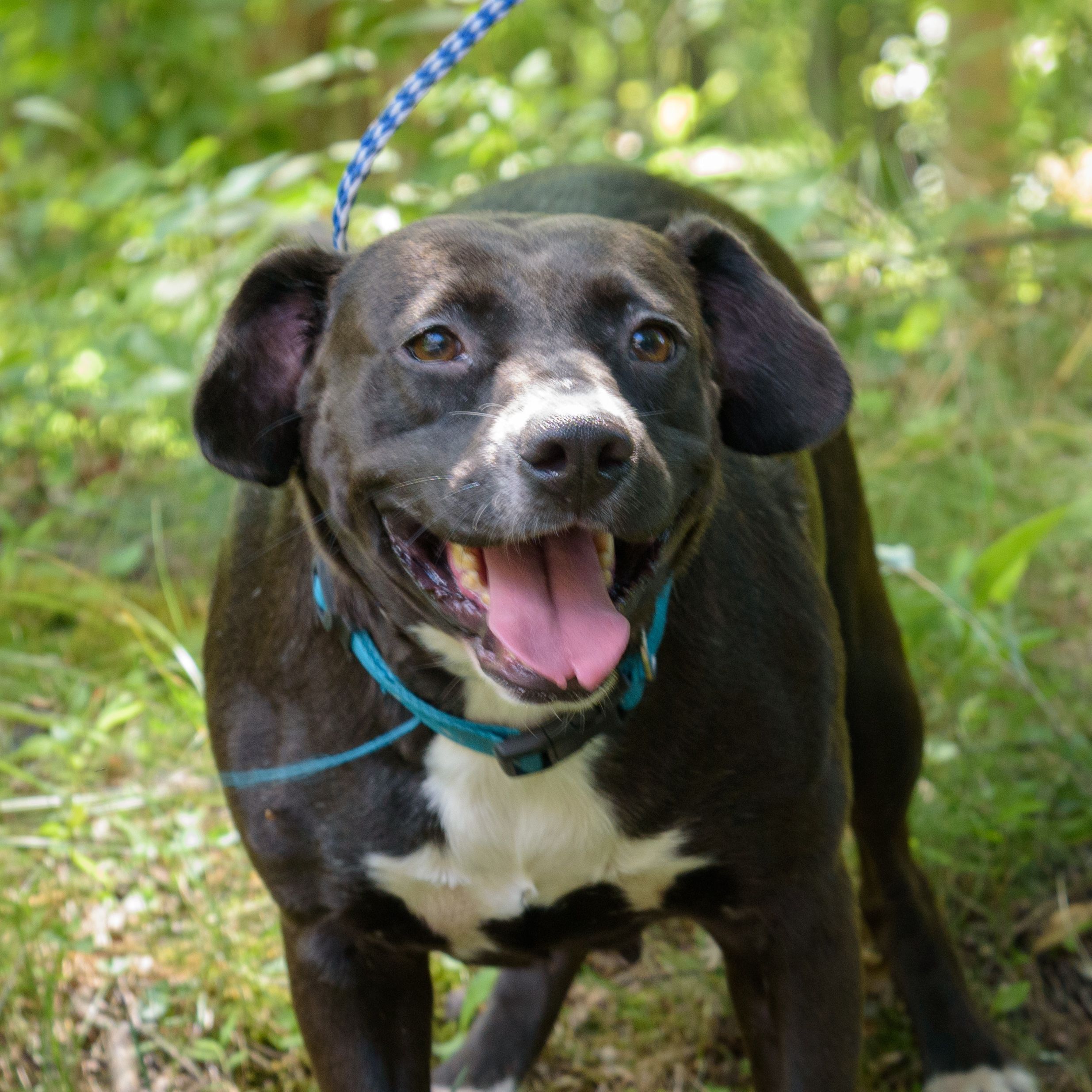 Jackie, a Adoptable mixed breed in Lambertville, NJ image 3/5