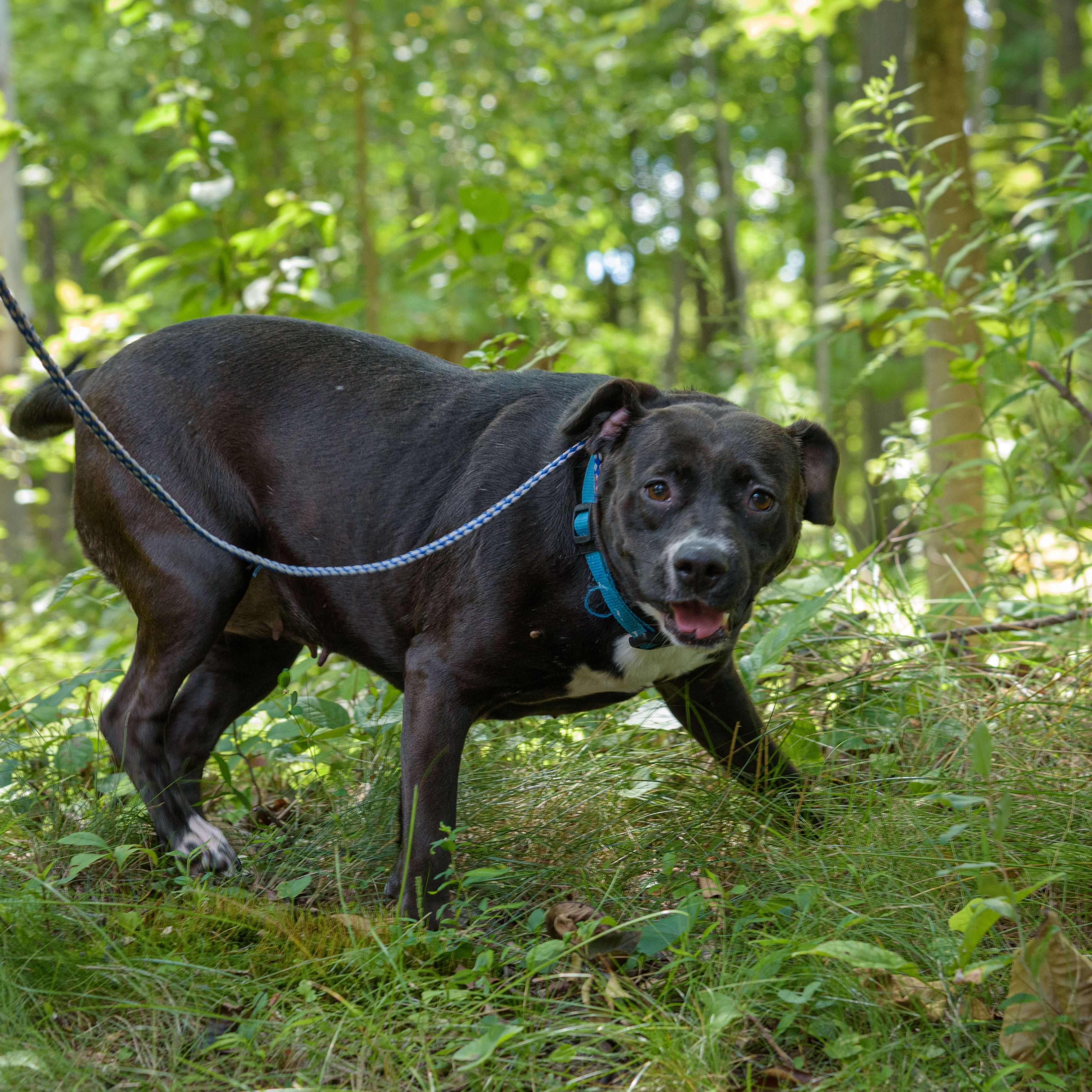 Jackie, a Adoptable mixed breed in Lambertville, NJ image 4/5