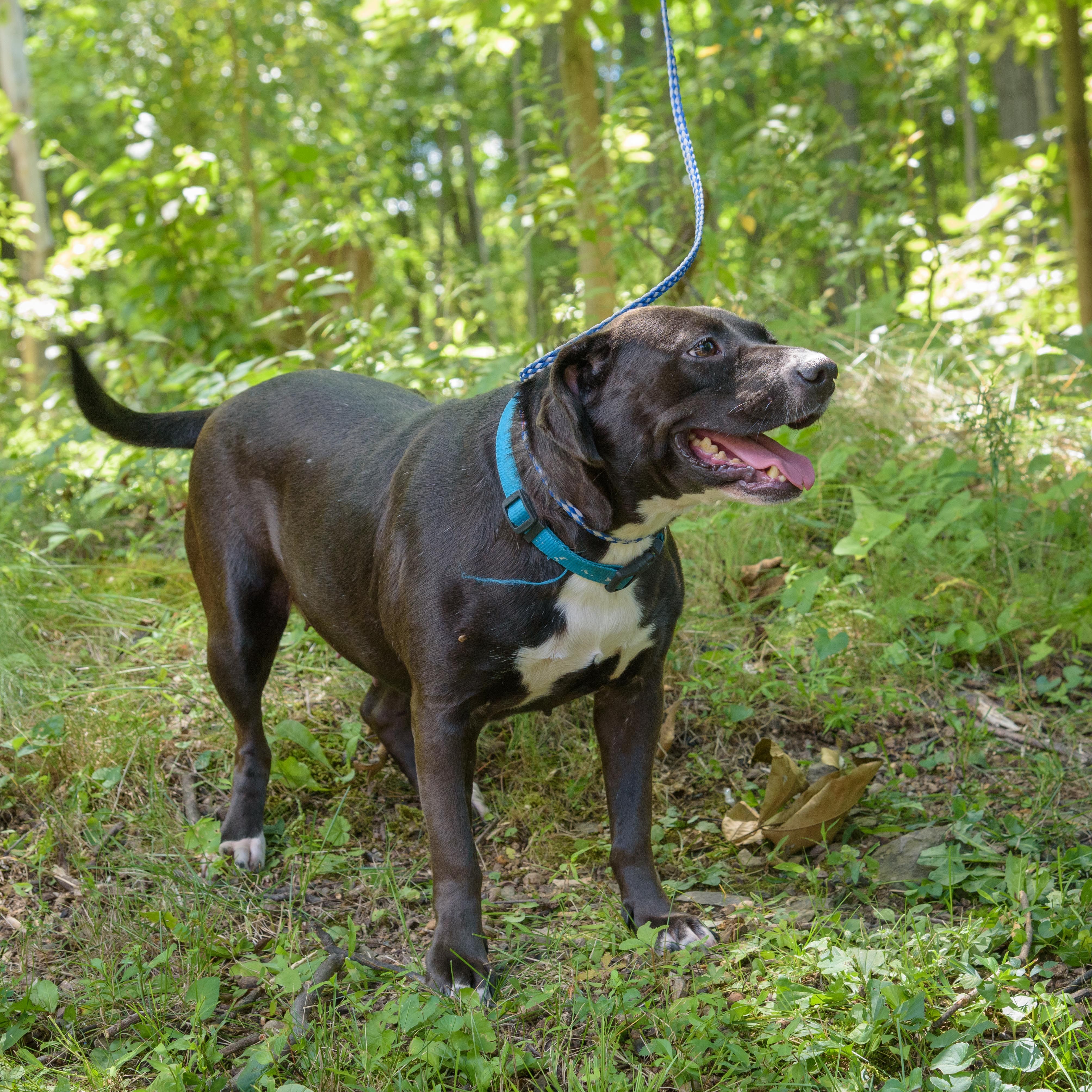 Jackie, a Adoptable mixed breed in Lambertville, NJ image 5/5