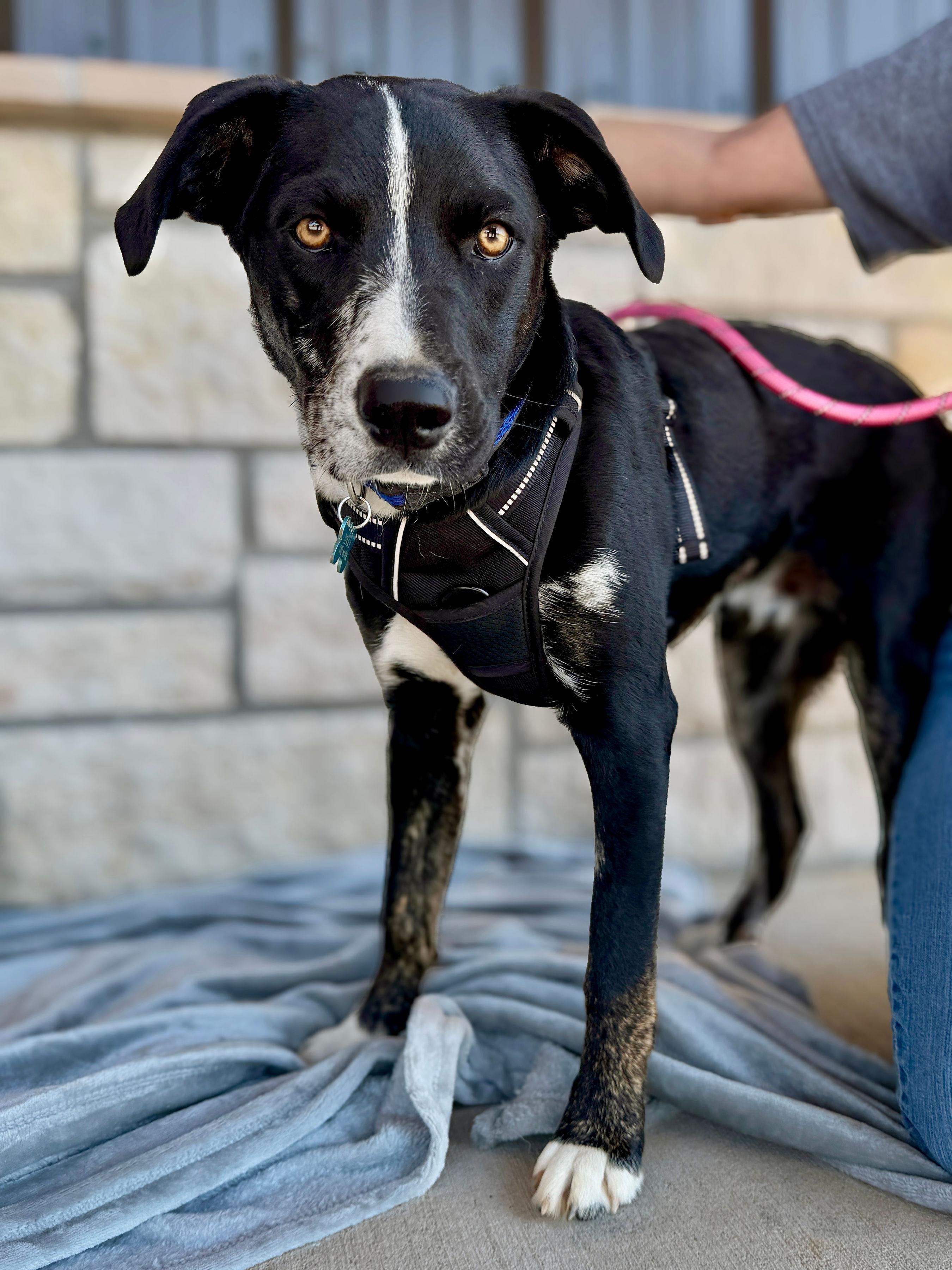 Jerry, ADOPTABLE, Young Male Mixed Breed.