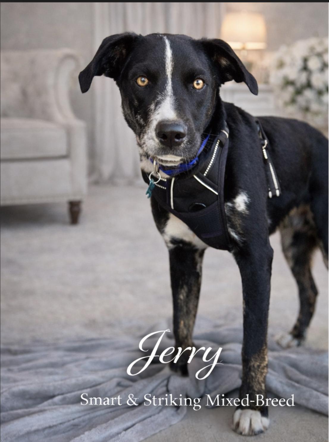 Jerry, ADOPTABLE, Young Male Mixed Breed.