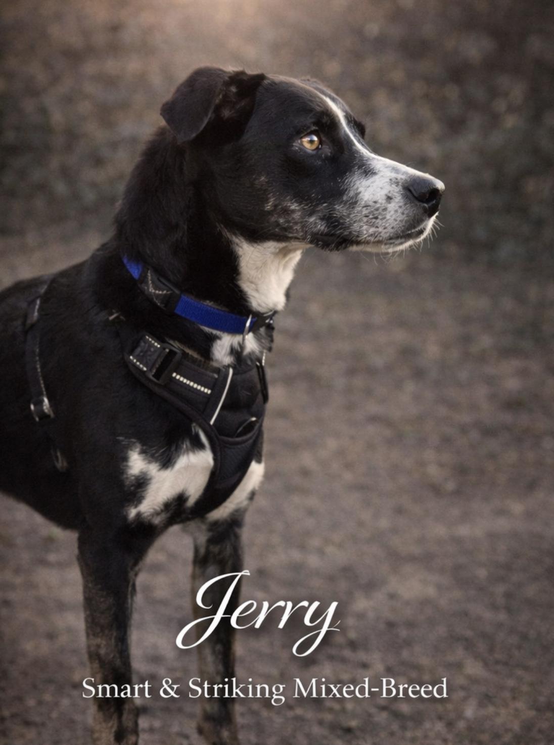 Enlarge Jerry, a ADOPTABLE Mixed Breed in Livingston, TX image 2/2