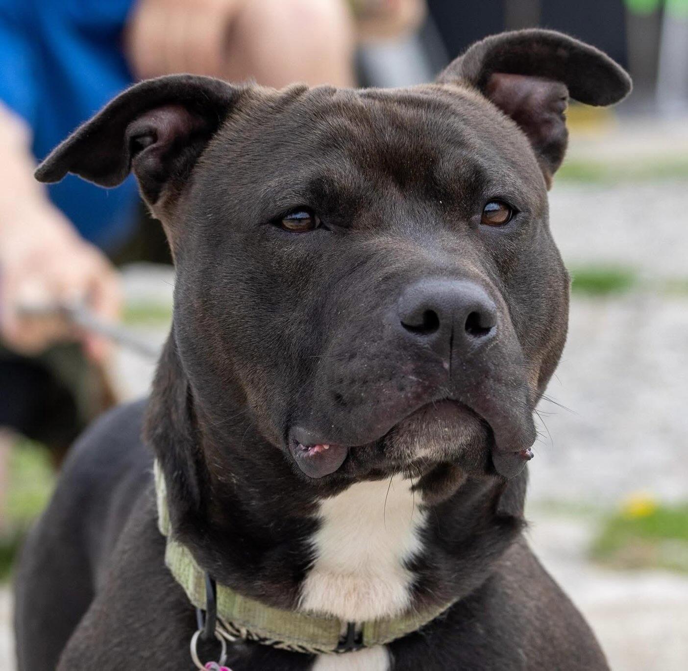 Enlarge Lucci, a Adoptable Staffordshire Bull Terrier in Detroit, MI image 6/6
