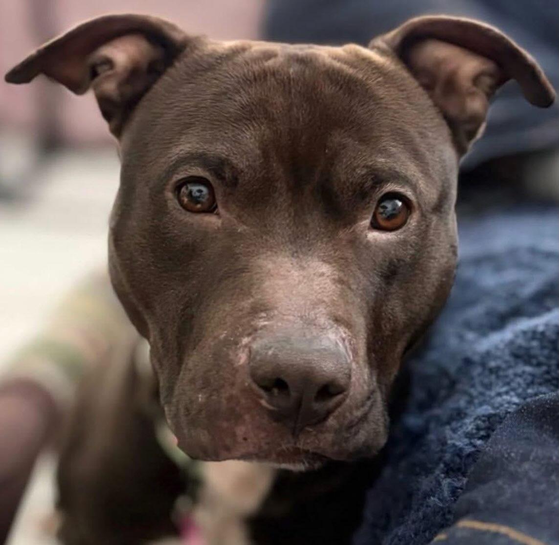 Enlarge Lucci, a Adoptable Staffordshire Bull Terrier in Detroit, MI image 4/6