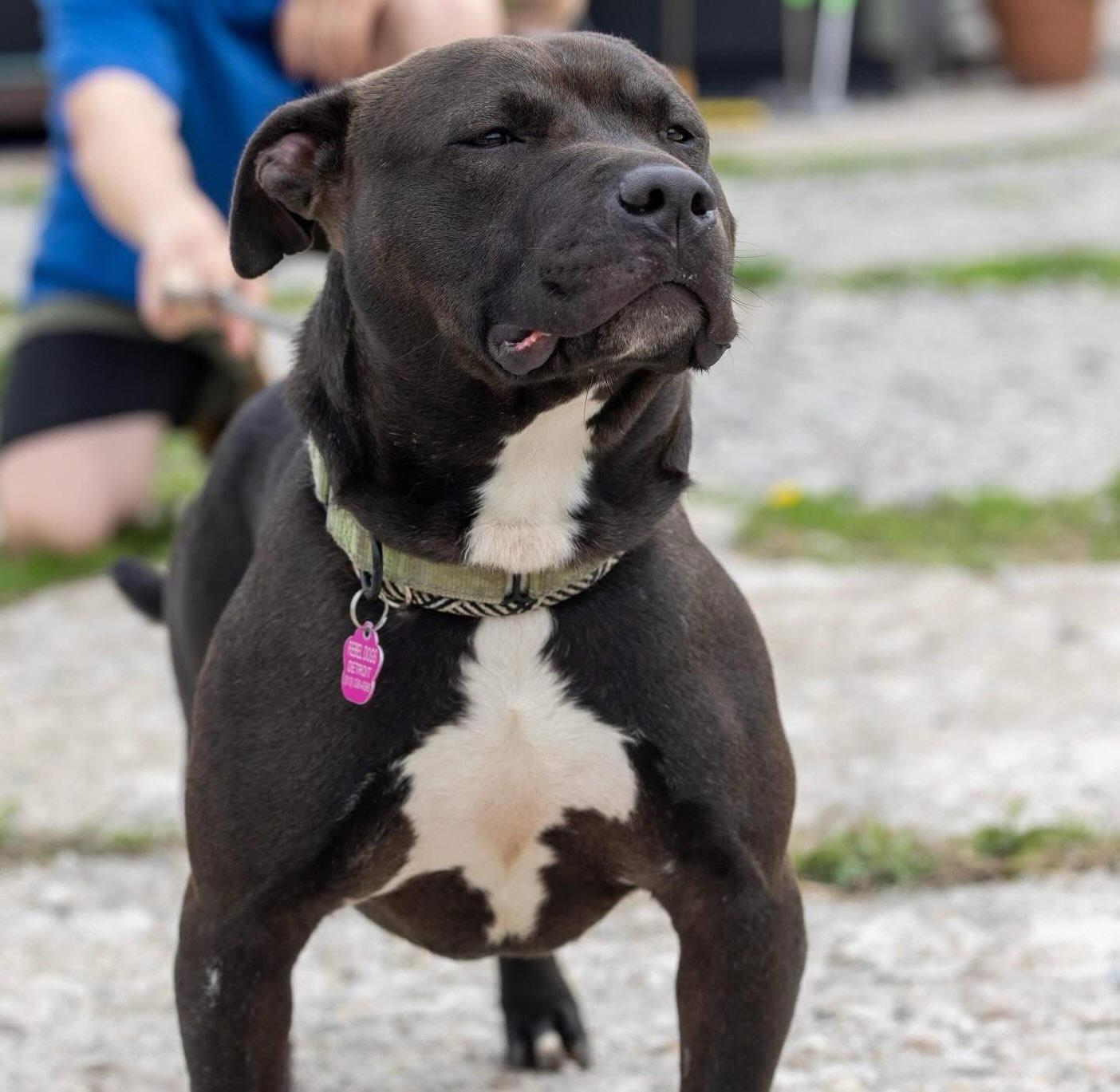 Enlarge Lucci, a Adoptable Staffordshire Bull Terrier in Detroit, MI image 5/6