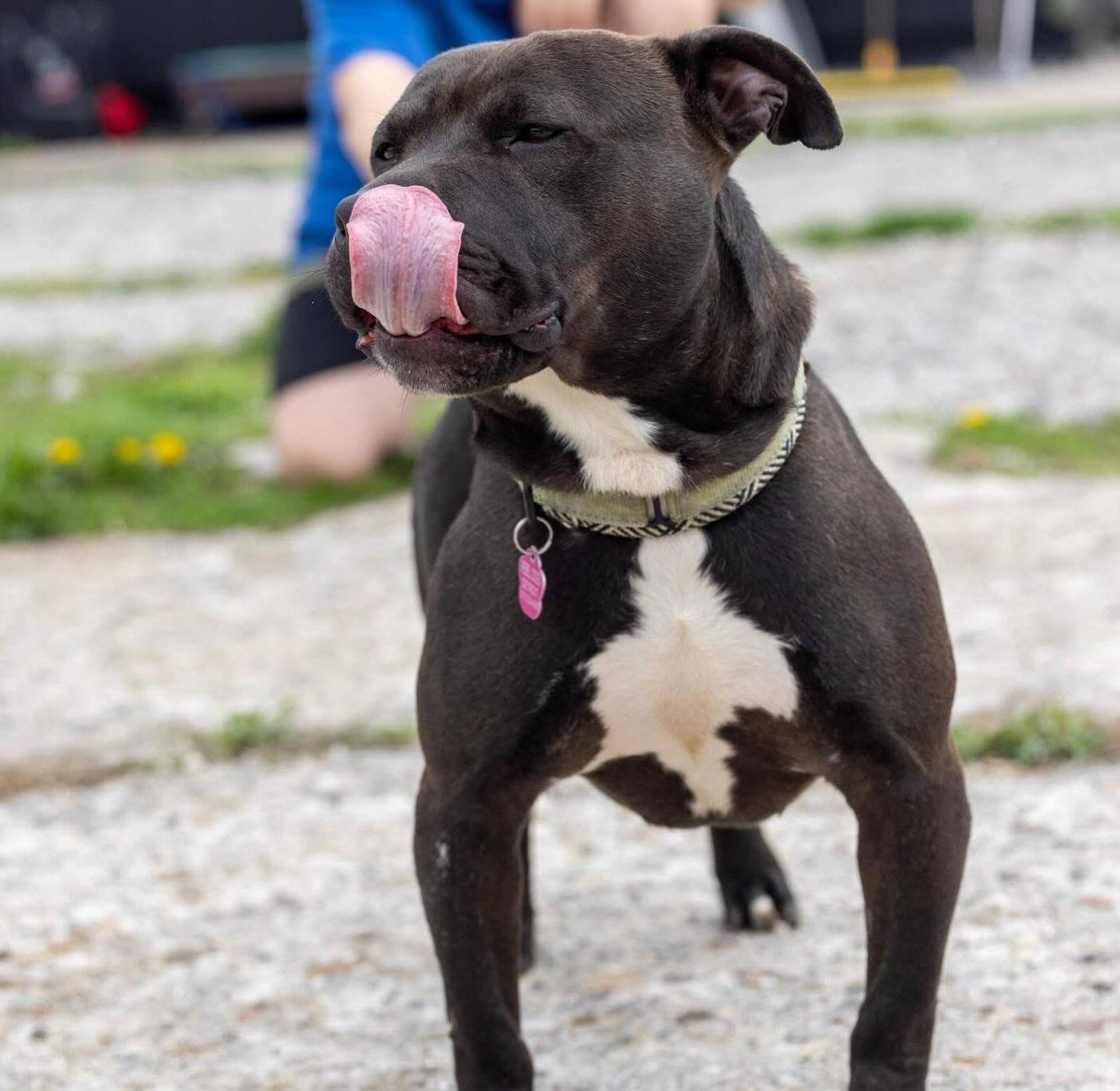Enlarge Lucci, a Adoptable Staffordshire Bull Terrier in Detroit, MI image 2/6