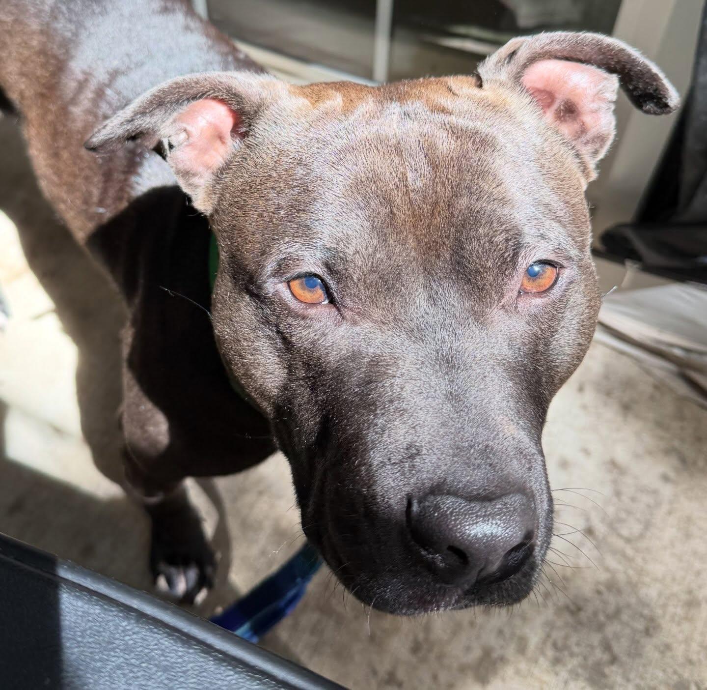 Enlarge Lucci, a Adoptable Staffordshire Bull Terrier in Detroit, MI image 3/6