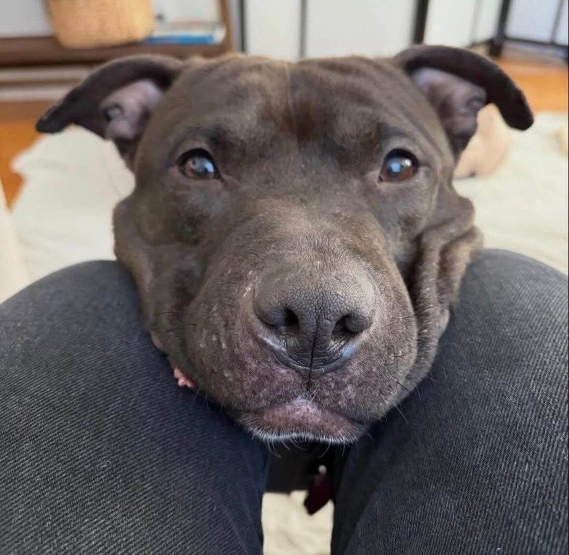 Lucci, Adoptable, Adult Male Staffordshire Bull Terrier.