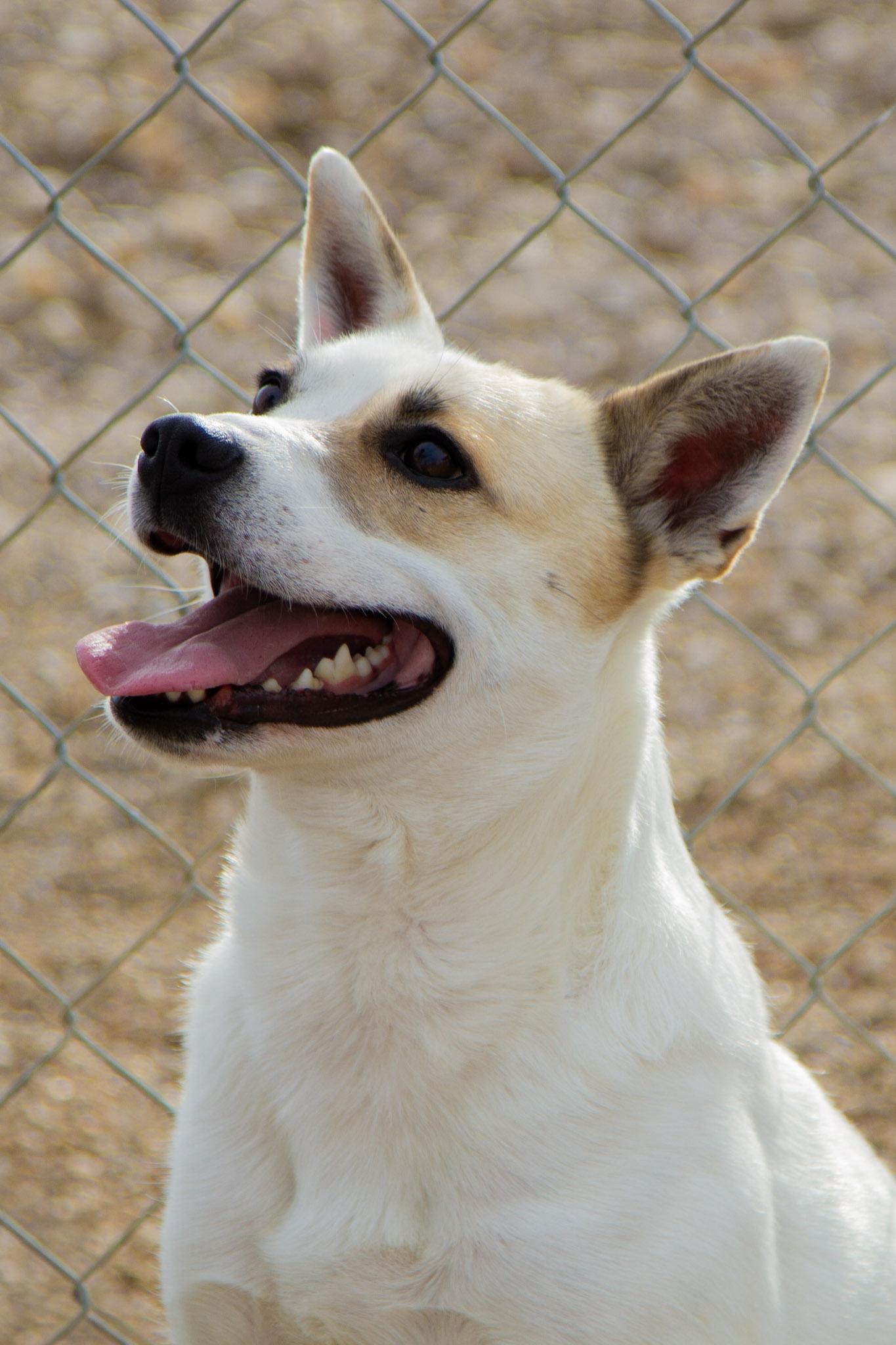 Evangeline, a ADOPTABLE mixed breed in Rapid City, SD image 3/6