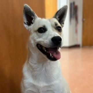 Evangeline, a ADOPTABLE mixed breed in Rapid City, SD image 2/6