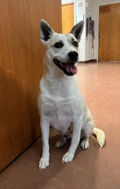 Evangeline, a ADOPTABLE mixed breed in Rapid City, SD image 4/6