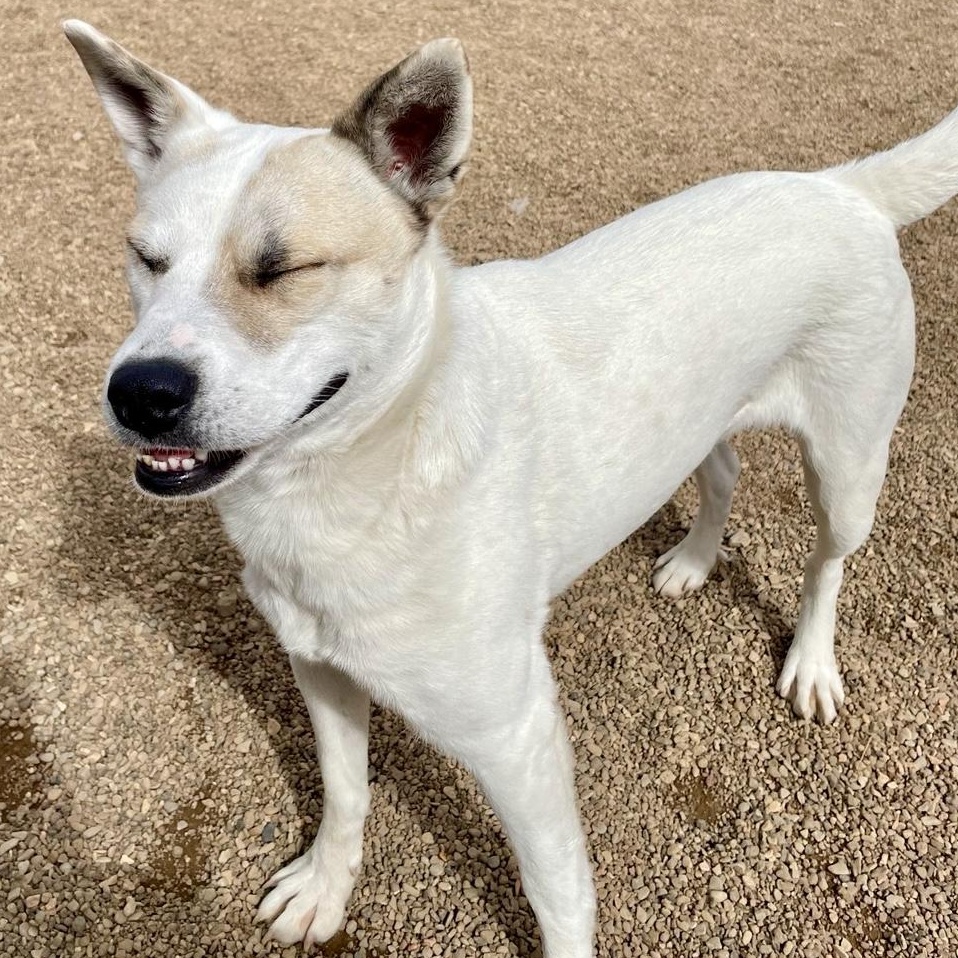 Evangeline, a ADOPTABLE mixed breed in Rapid City, SD image 3/5